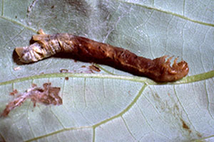 A Looper that has been killed by Bt. Note the attachment of the rear legs to the leaf.