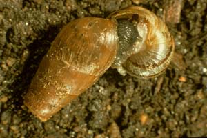 The lacewing larva, one serious predator!