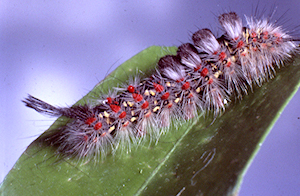 A tomato fruit worm digs into a ripe tomato