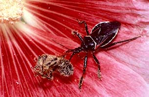 An Assassin Bug catches a bee